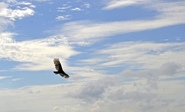 ciel, condor, oiseau, en volant, Cuba, des nuages