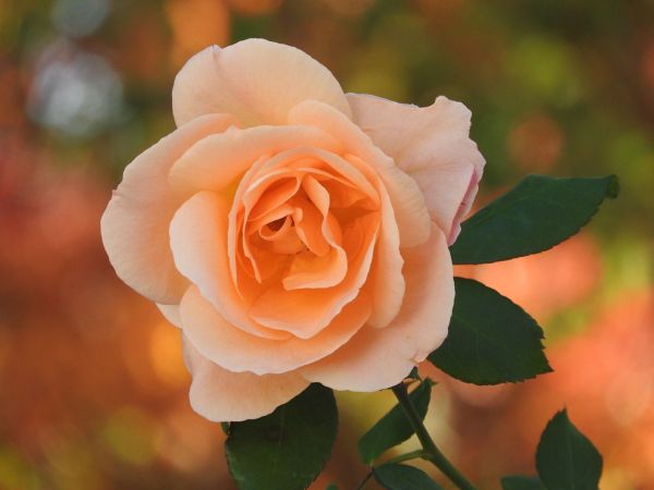 Blume,blühende Pflanze,Gartenrosen,Blütenblatt,Rose,Julia child rose