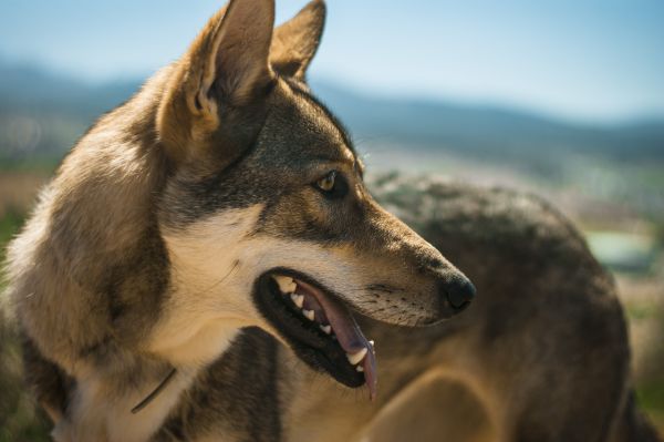 hund,ulv,Granada,Spanien,øjne,Brun