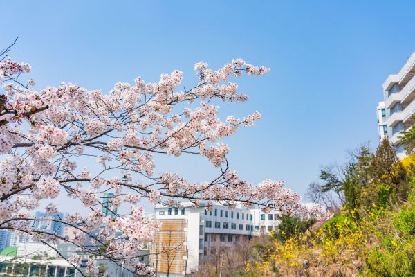 flori de cireș,Hanyang University,arc,flori,flower trees,Coreea