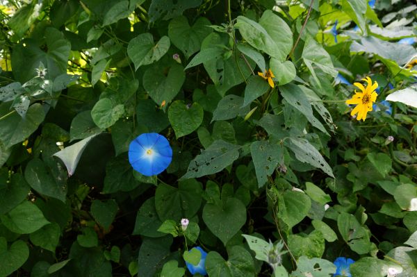 giardino,fioritura,ape,blu,insetti,pianta