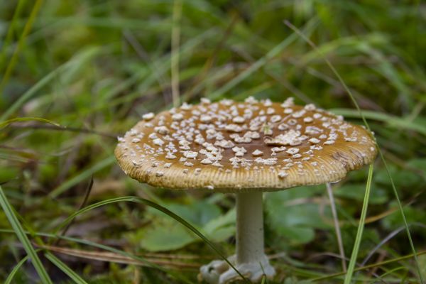 Amanita pantherina,fungo,foresta,velenoso,mushroom picker,pianta