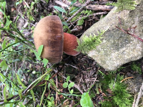 mushroom,boletus,forest,edible mushroom,fungus,agaricomycetes