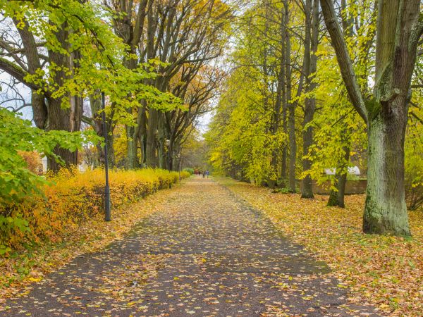 natural landscape,nature,image,tree,leaf,autumn