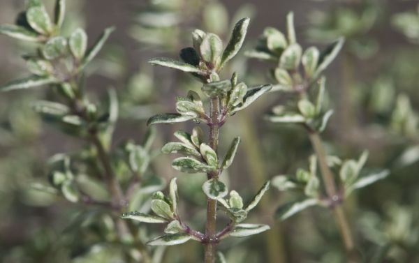 citrus thyme,レモンタイム,ハーブ,Thymus citriodorus,タイム,花