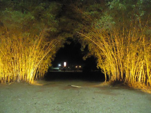 Tunnel,Baum,Infrastruktur,Natur,Gelb,Nacht-