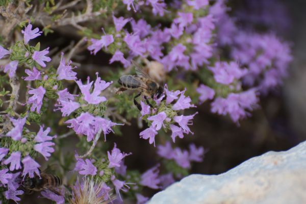 flori,Violet,albină,fertilizare,insectă,verde