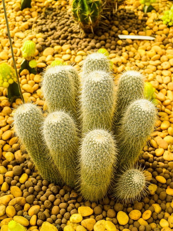 cactus, désert, plante, vert, la nature, jardin