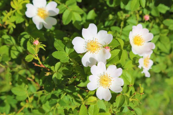 vår, natur, blomster, fargerik, vakker, kirsebær