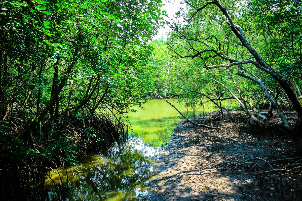 mangrowe, roślina, Zielony, Natura, tropikalny, las, park, drzewo, krajobraz, podróżować, Tajlandia, dżungla, naturalny, woda, na wolnym powietrzu, morze, liść, środowisko, tło, korzeń, plaża, gałąź, listowie, Azja, rzeka, dziki, drewno, drewniany, flora, bagno, wegetacja, lesisty teren, ekosystemu, strefy nadbrzeżne, rezerwat przyrody, odbicie, las łęgowy, Mokradeł, rzeka, zatoczka, pustynia, strumień, Bank, las pierwotny, Las deszczowy, zalewisko, ścieżka, zasoby wodne, Valdivian umiarkowany las deszczowy, umiarkowany lasów liściastych i mieszanych, światło słoneczne, trawa, bIOME, Tropikalnych i subtropikalnych lasów iglastych, Liściaste, zalewowych, dopływ, gaj, state park, bagno, staw, dzikiej przyrody, umiarkowany bór, rodziny traw, Społeczności roślinnej, Formy lądowe strumieni