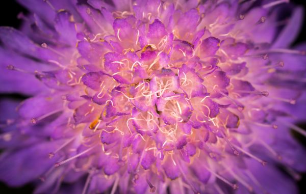 macro,flower,purple,flora,violet,close up