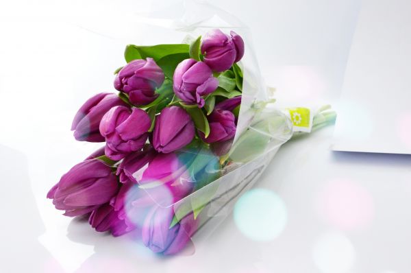 tulpen, Purper, achtergrond, boeket, bloem, natuur