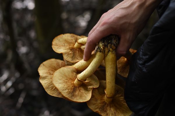 butter mushrooms,Грибы,природа,лес,Осенний лес,nature gifts