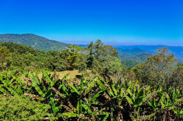 foresta, Alba, huai, viaggiatore, modello, turismo