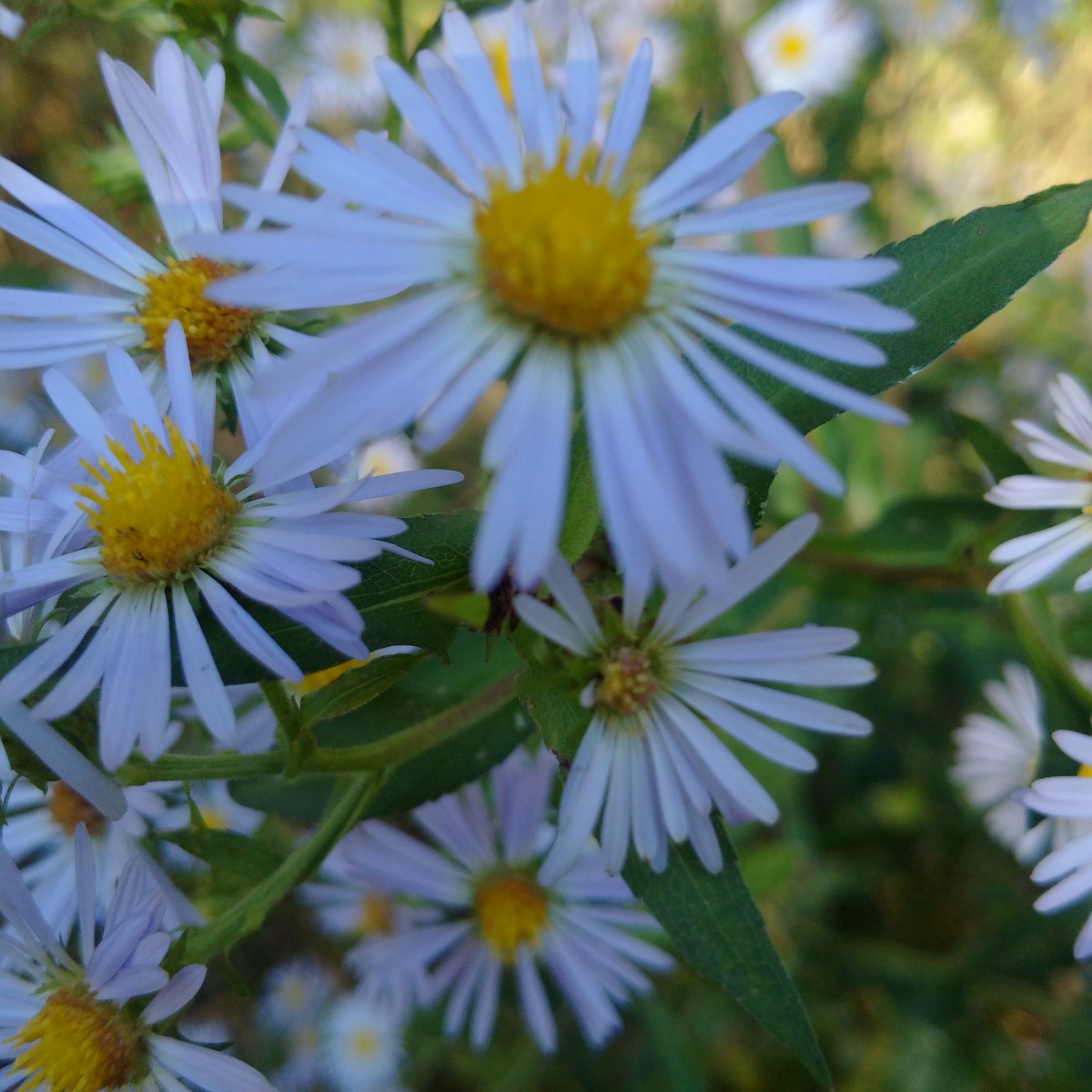 Çiçekler, çiçek, Çiçekli bitki, smooth aster, heath aster, aromatic aster, sea aster, Mavi ahşap aster, small white aster, bitki, Aster, Yeni İngiliz aster, new york aster, taçyaprağı, european michaelmas daisy, Papatya ailesi, papatya, Alpin aster, yabani çiçek, Papatya, Marguerite papatya, Asterales, tatarian aster, Okseye papatya, Yıllık bitki, Çok yıllık bitki