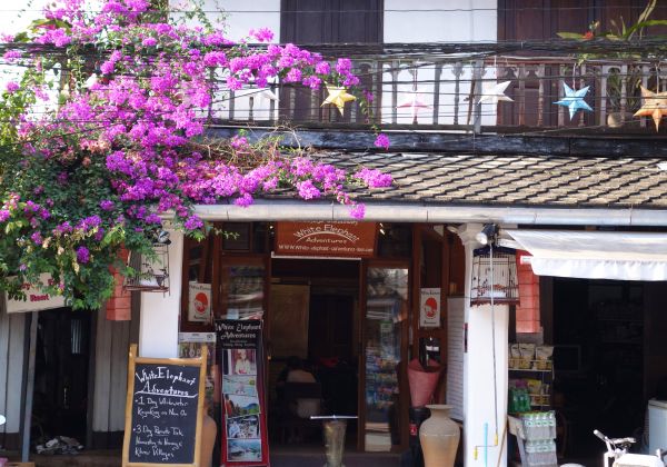 southeast country,Luang Prabang,laos,butikk,turisme,blomst