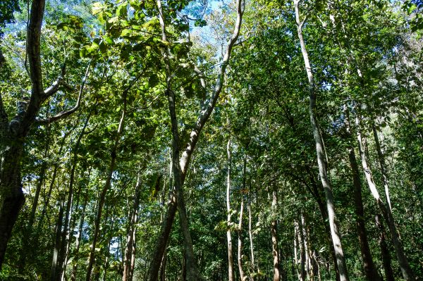 étang, forêt, miroir, brillant, tourisme, paysage