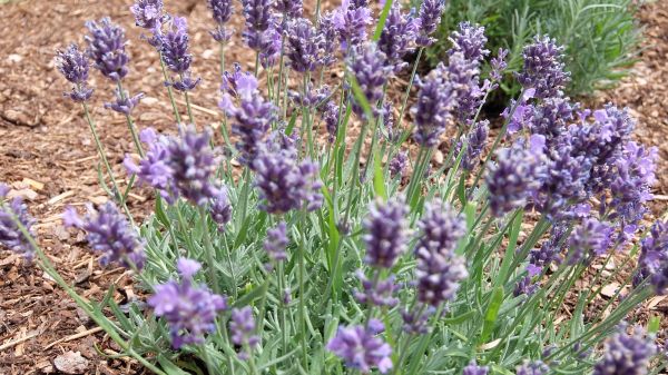 fleur,plante,Naturel,plante à fleurs,lavande,Lavande anglaise