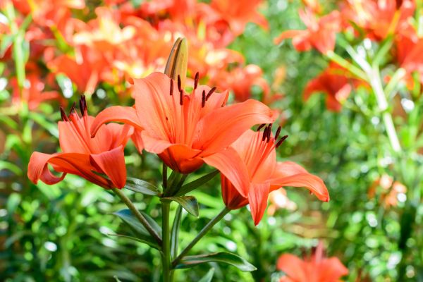 flor, rosado, jardín, Jardines, flor rosa, naturaleza