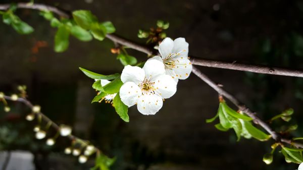 blomst,blomster,blomstre,hd,bakgrunns,vår