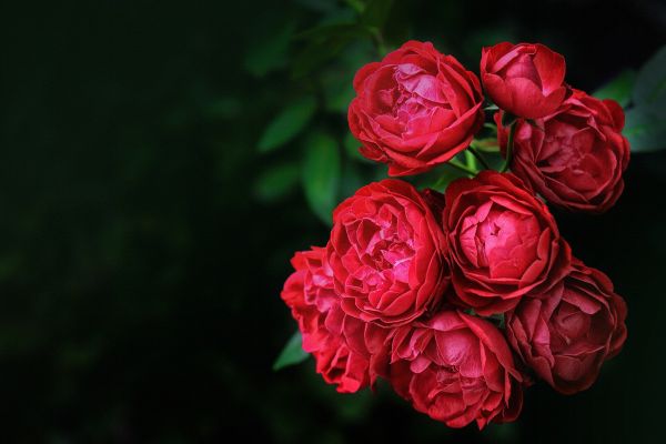 Blume,Rose,Gartenrosen,rot,Rose Familie,Rosa