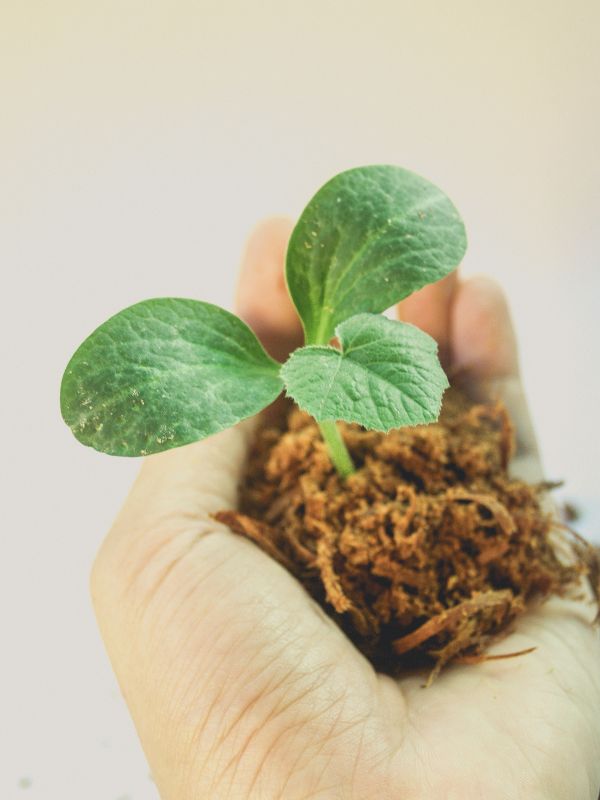 spring, leaf, growth, tree, green, seedling