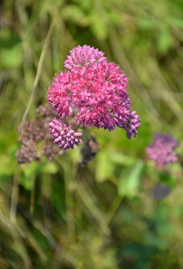 flower,grass,bloom,summer,pink,green