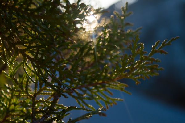 性质,厂,科,植物的生命,柏,天空