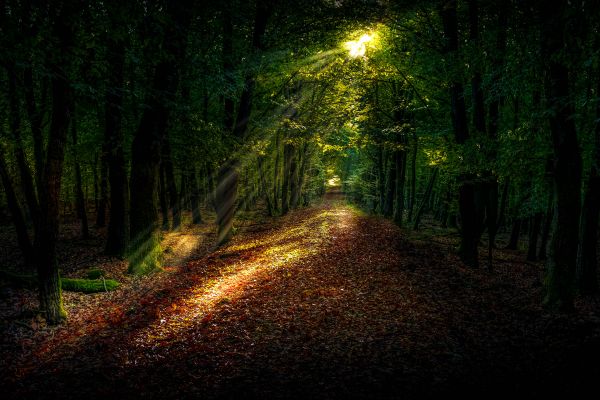 nature,grass,landscape,tree,forest,path