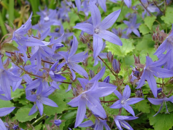 floare,plantă,floră,Campanula,Bellflower,familia Bellflower