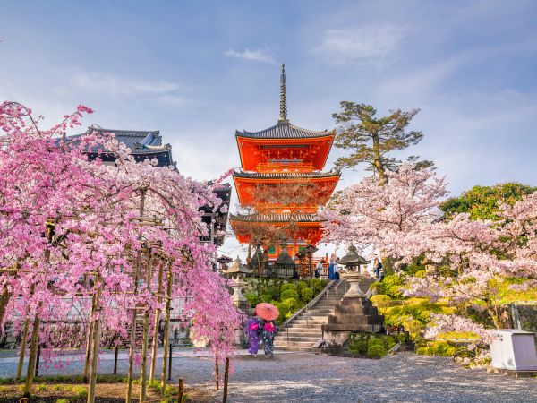 tokyo,blomst,blomstre,landemerke,vår,cherry blossom