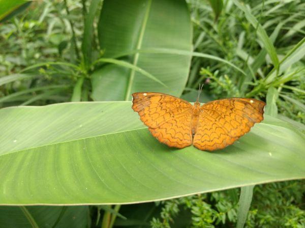 mariposa,insecto,Polillas y mariposas,Plantas,clima,hoja