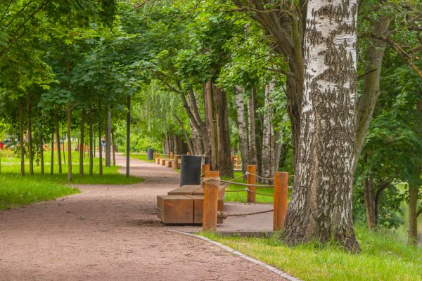 copac, natură, verde, rezervație naturală, iarbă, mediul natural