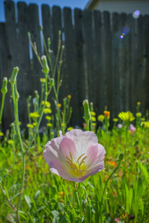 luonto,kukka,aurinko,aita,canon 7d,wildflower