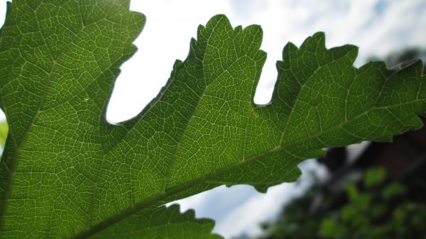 plantă,creator,cer,verde,artă,natură