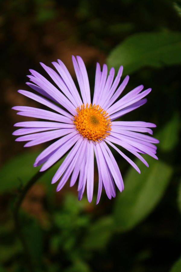 花,工場,花弁,紫の,青い木のアスター,陸生植物