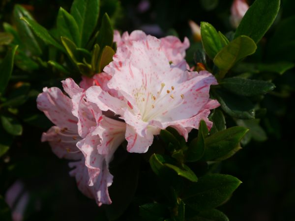 flor, fondo, florecer, otoño, hermosa, belleza