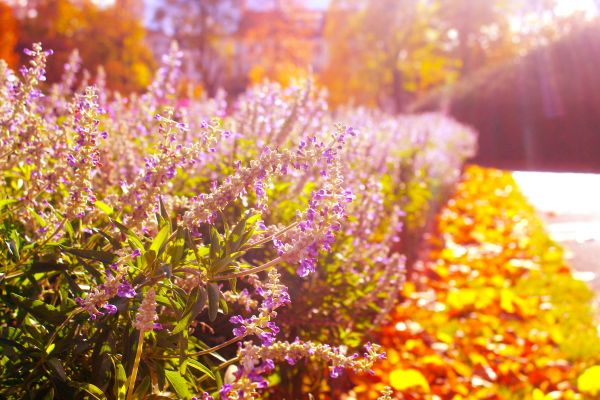 floare,plantă,frunze,grădină,înflorit,petală