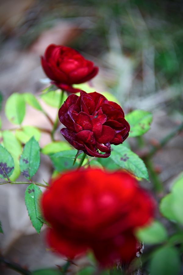 rouge, Rose, des roses, jardin, fleur, romance