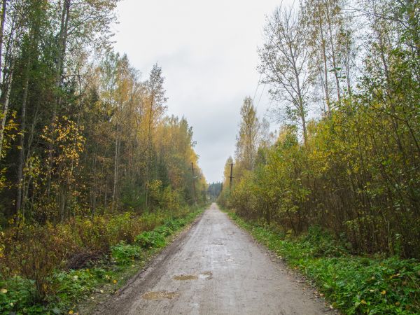 přírodní krajiny, strom, Příroda, silnice, obraz, atmosférický jev