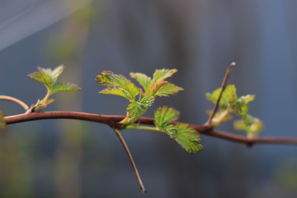 printemps,tirer,feuilles,feuille,branche,arbre