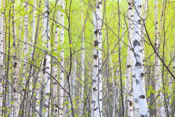 tree,forest,birch,woods,green,spring