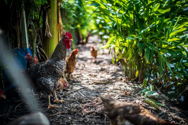 animal,agricultura,despertador,fundo,quintal,bonita