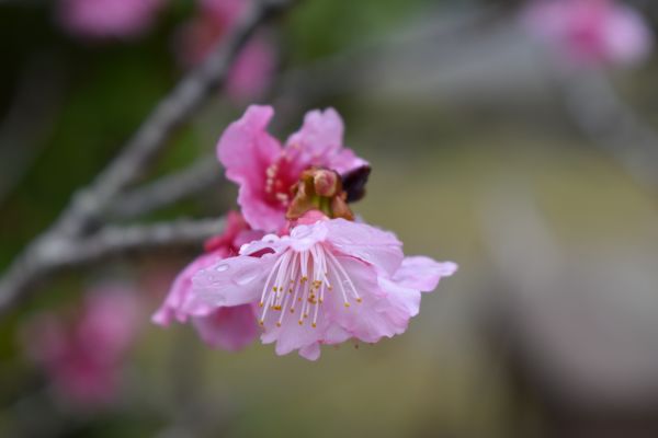 Okinawa,Japonya,Nikon,kış,Kiraz,çiçek