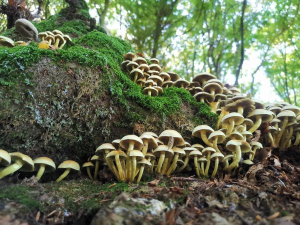 rastliny,slnečnému žiareniu,príroda,les,krajina,rastlina