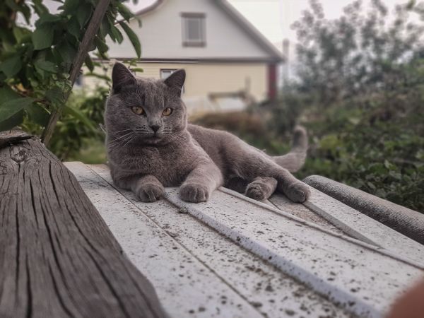 söt katt,grå katt,stående av ett djur,sällskapsdjur,se,djurhår