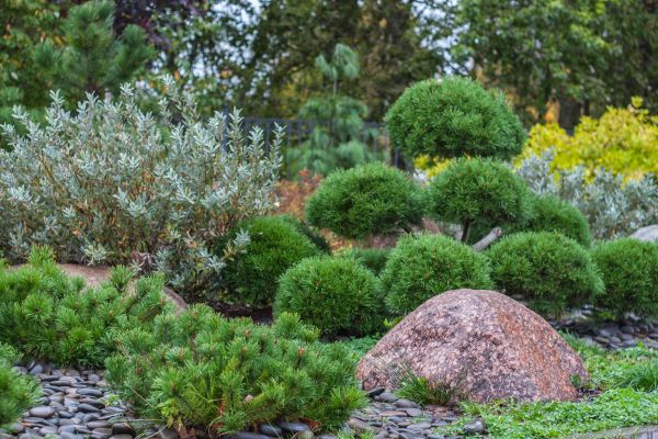 bild, träd, växt, vegetation, buske, trädgård