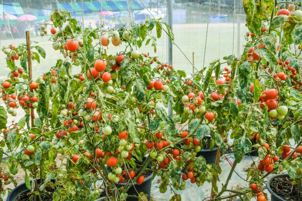 jardinería, estacional, joven, rural, tomate, vegetal