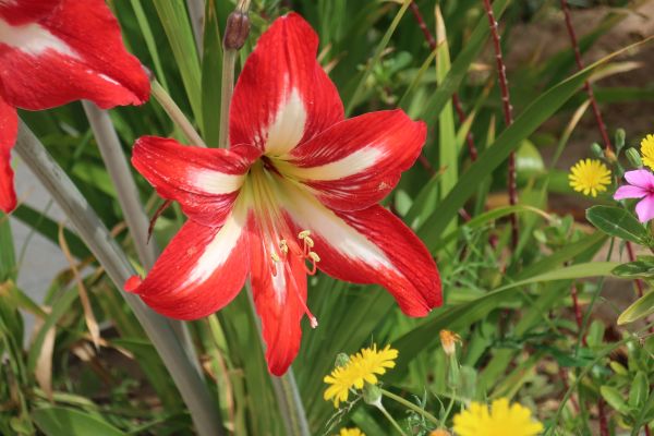 plante, blomster, træ, Skov, flora, landskab