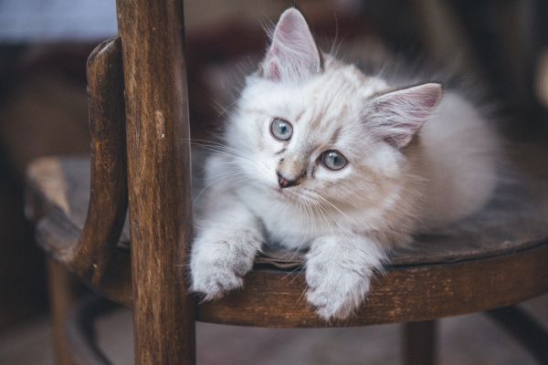 ネコ, ペット, 子猫, 脊椎動物, 子猫, 白